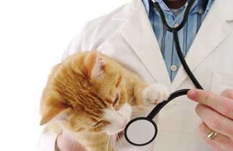 Clinica Veterinária Império Animal - Foto 1