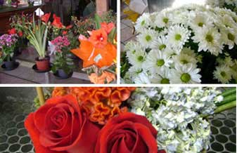 Floricultura Encanto das Flores - Foto 1