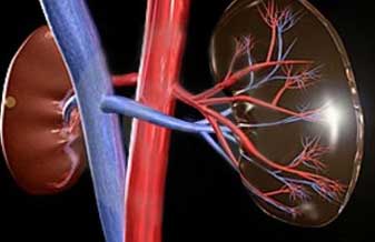 Nephron Gama - Foto 1