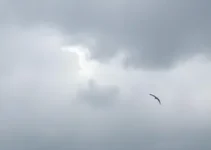 previsão do tempo em Novo Gama