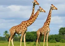 Giraffas em Goiás