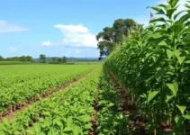 agronegócio na economia de Goiás